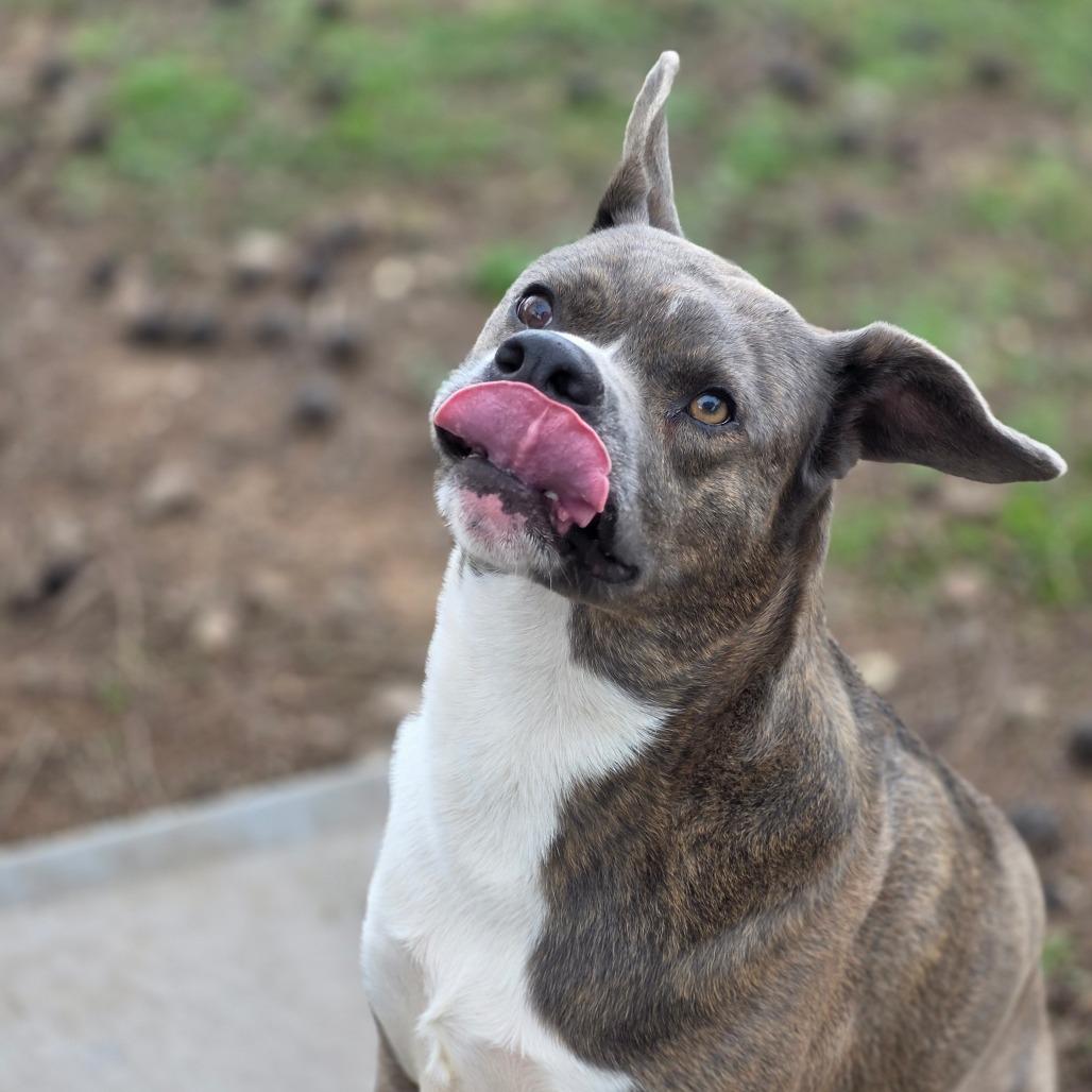 Enlarge Woodstock (Meeko), a Adoptable Mixed Breed in Huntsville, AL image 4/6