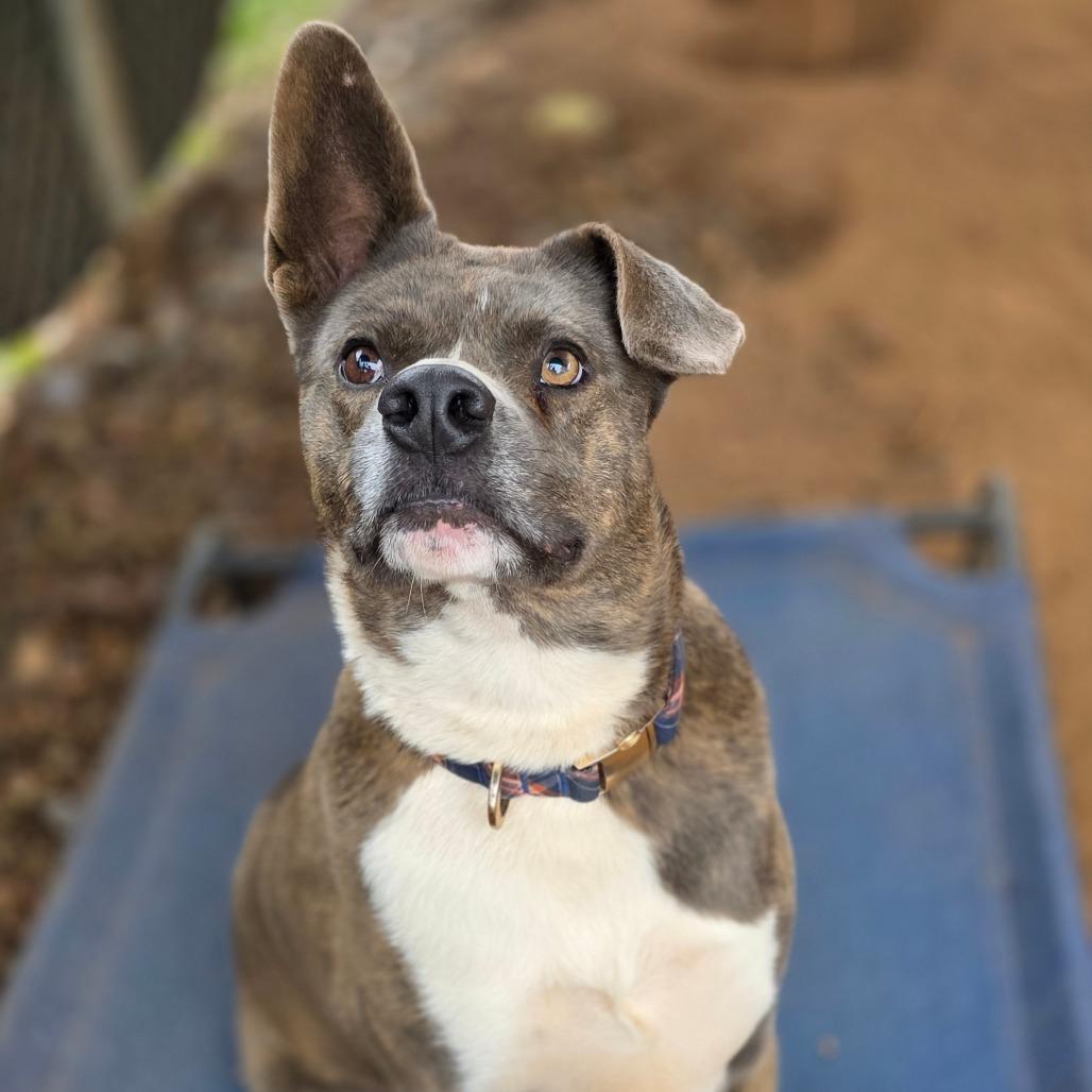 Enlarge Woodstock (Meeko), a Adoptable Mixed Breed in Huntsville, AL image 5/6