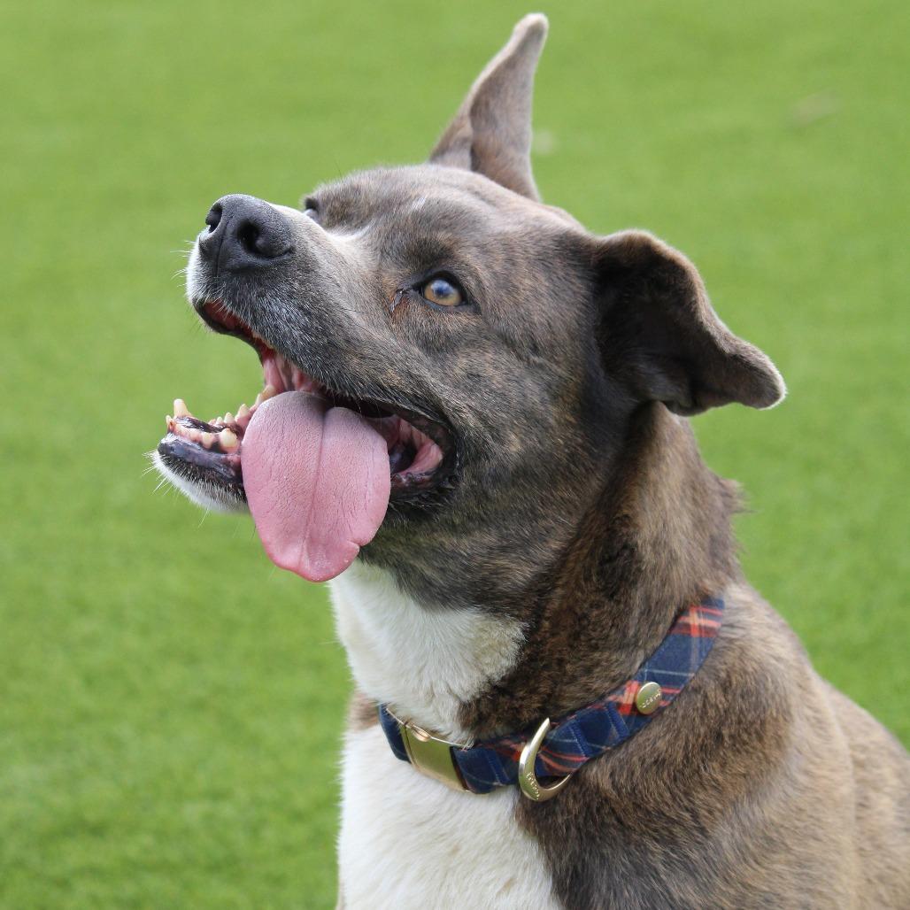 Enlarge Woodstock (Meeko), a Adoptable Mixed Breed in Huntsville, AL image 6/6