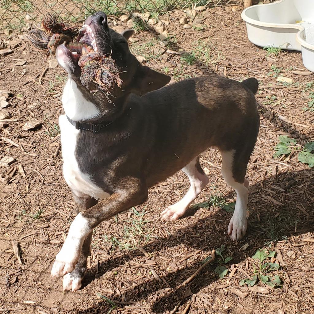 Enlarge Woodstock (Meeko), a Adoptable Mixed Breed in Huntsville, AL image 6/6