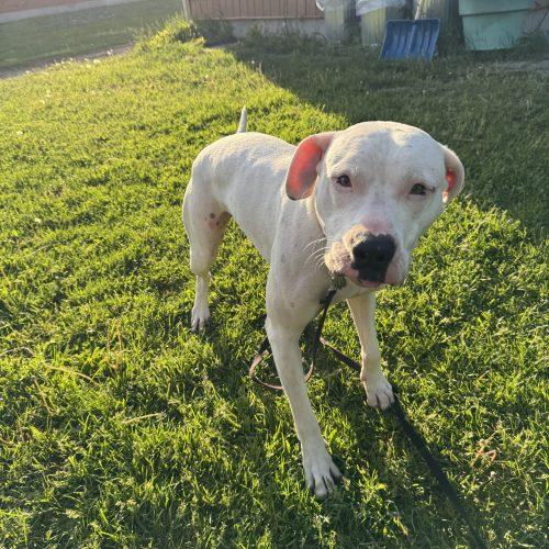 Hitchy, Adoptable, Adult Male American Bulldog & Mixed Breed.