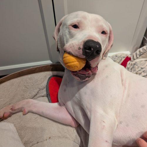 Hitchy, Adoptable, Adult Male American Bulldog & Mixed Breed.