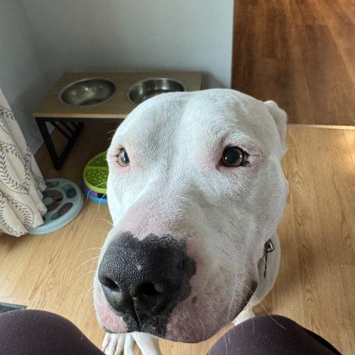 Hitchy, a Adoptable mixed breed in Sunderland, ON image 3/5