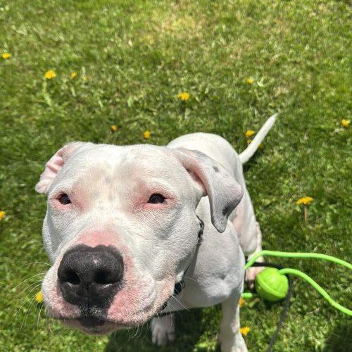 Hitchy, a Adoptable mixed breed in Sunderland, ON image 4/5