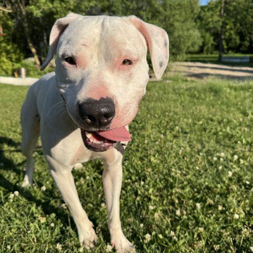 Hitchy, Adoptable, Adult Male American Bulldog & Mixed Breed.
