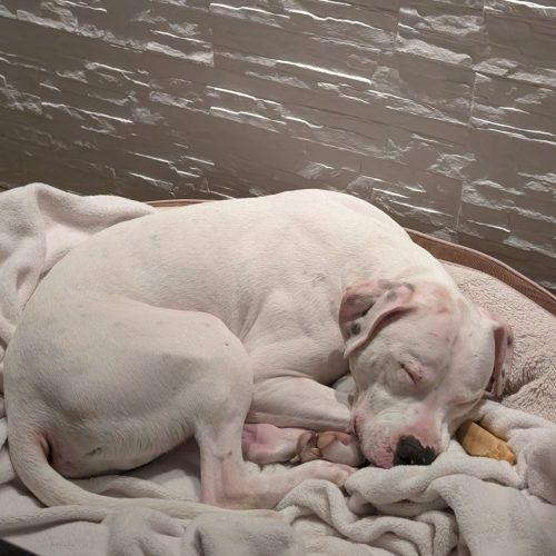 Hitchy, a Adoptable mixed breed in Sunderland, ON image 5/5