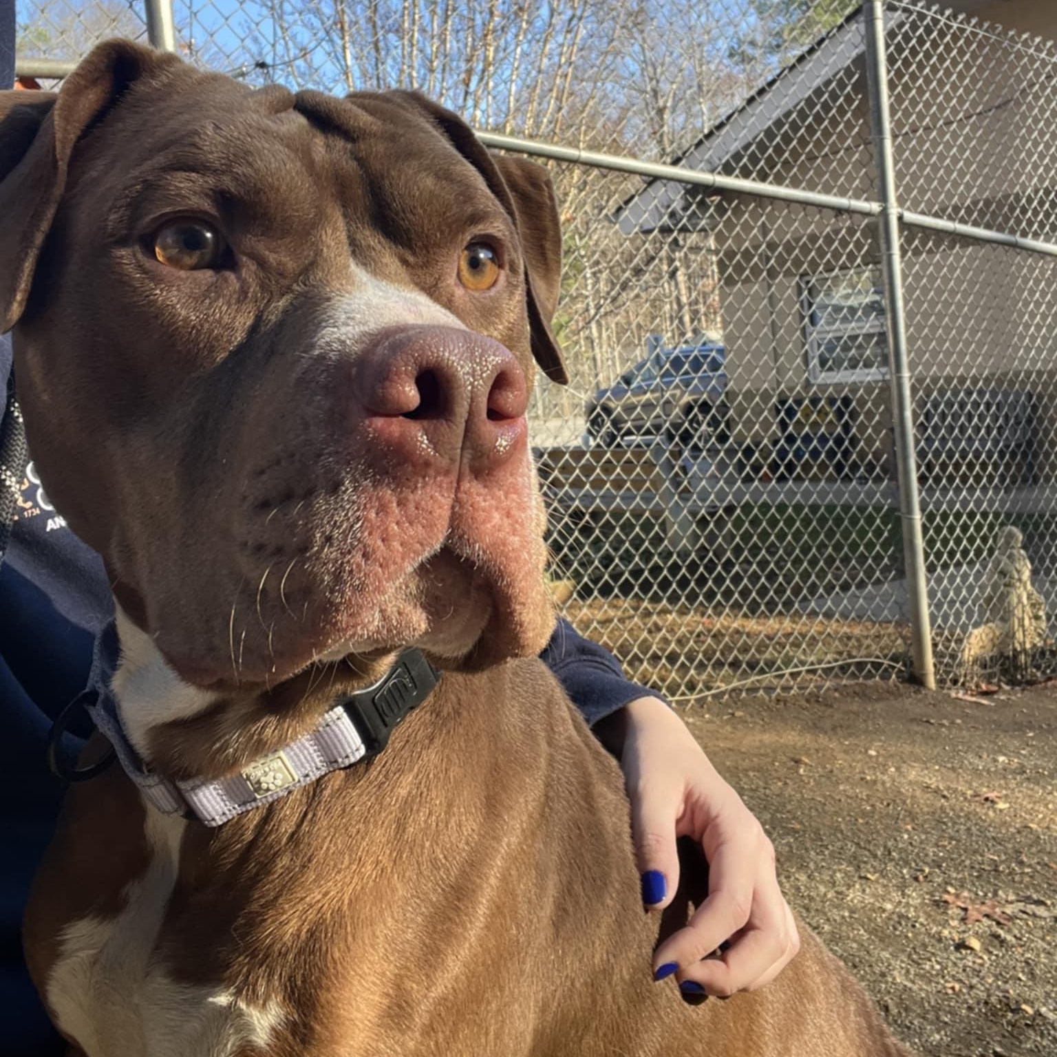 Rocky, adoptable, Adult Male Pit Bull Terrier.