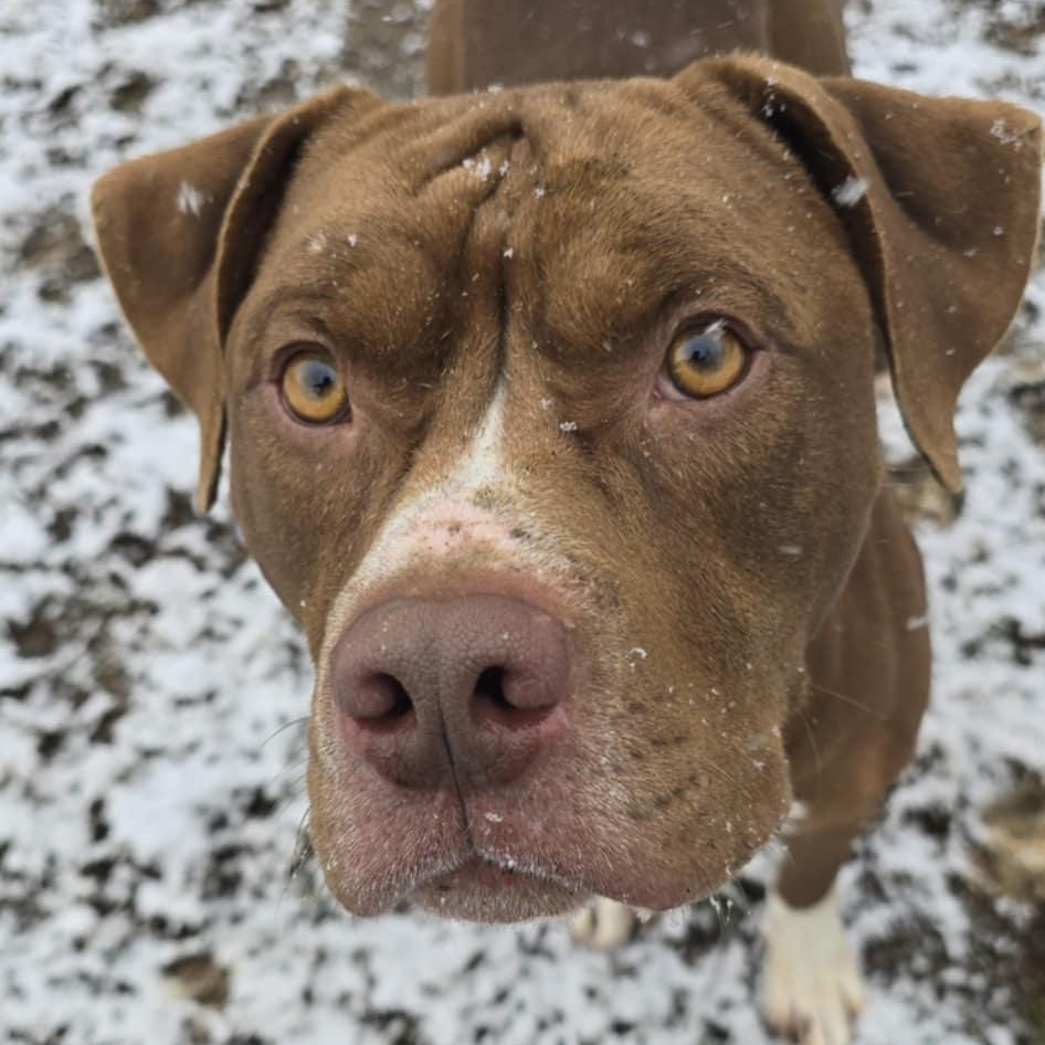 Enlarge Rocky, an adoptable Pit Bull Terrier in Orange, VA image 2/5