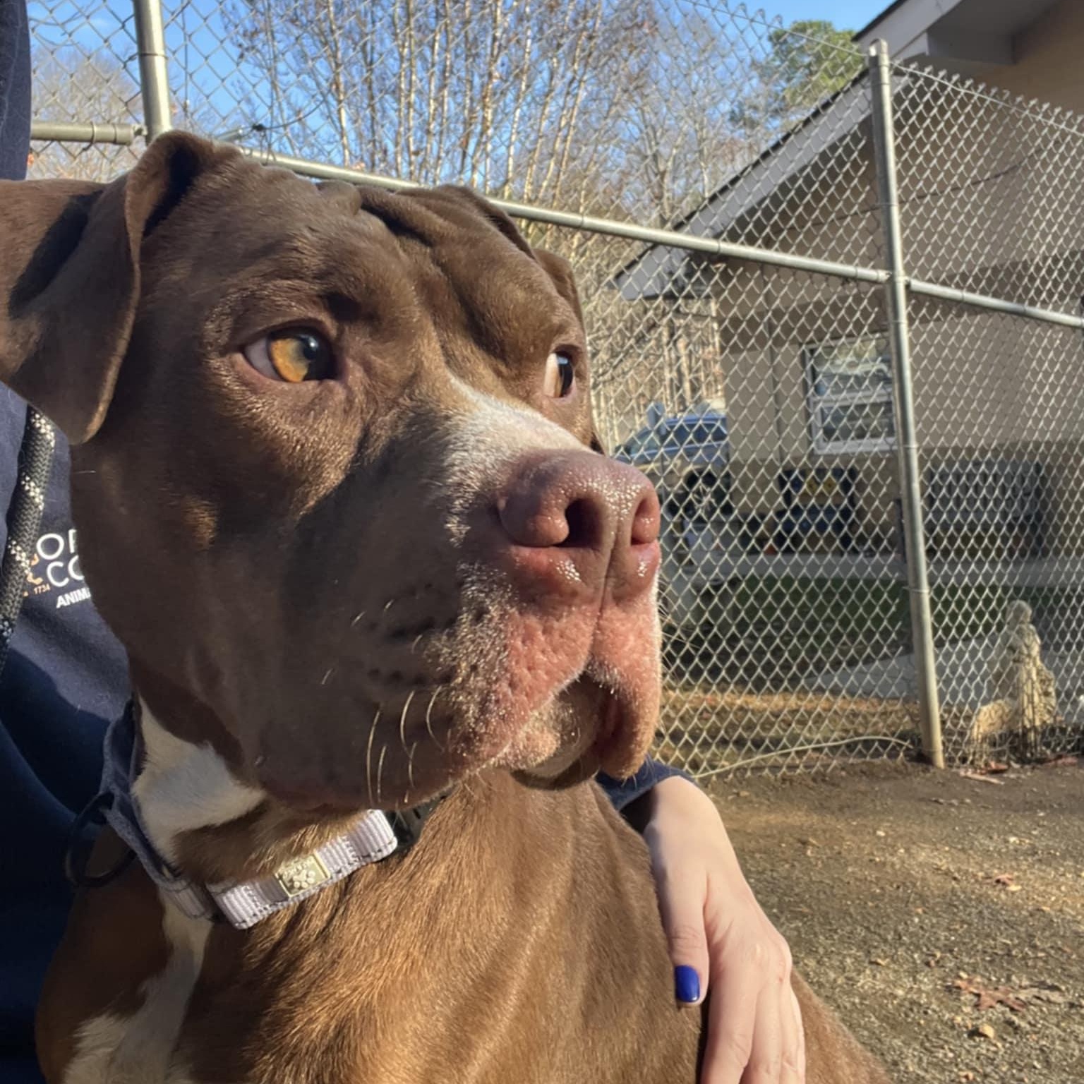 Enlarge Rocky, an adoptable Pit Bull Terrier in Orange, VA image 3/5