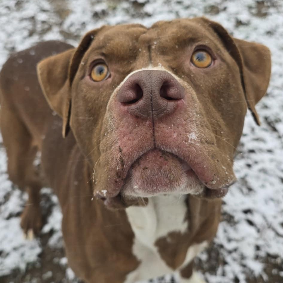 Enlarge Rocky, an adoptable Pit Bull Terrier in Orange, VA image 4/5