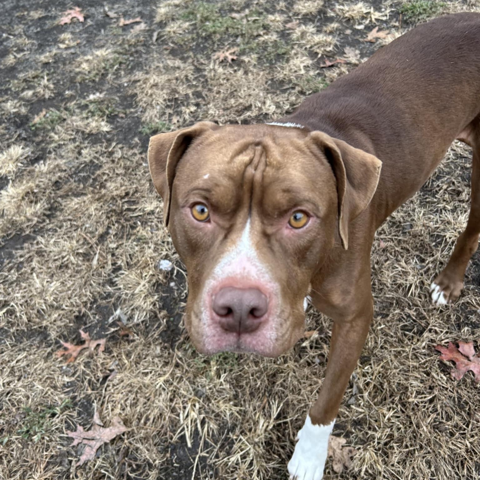 Rocky, adoptable, Adult Male Pit Bull Terrier.