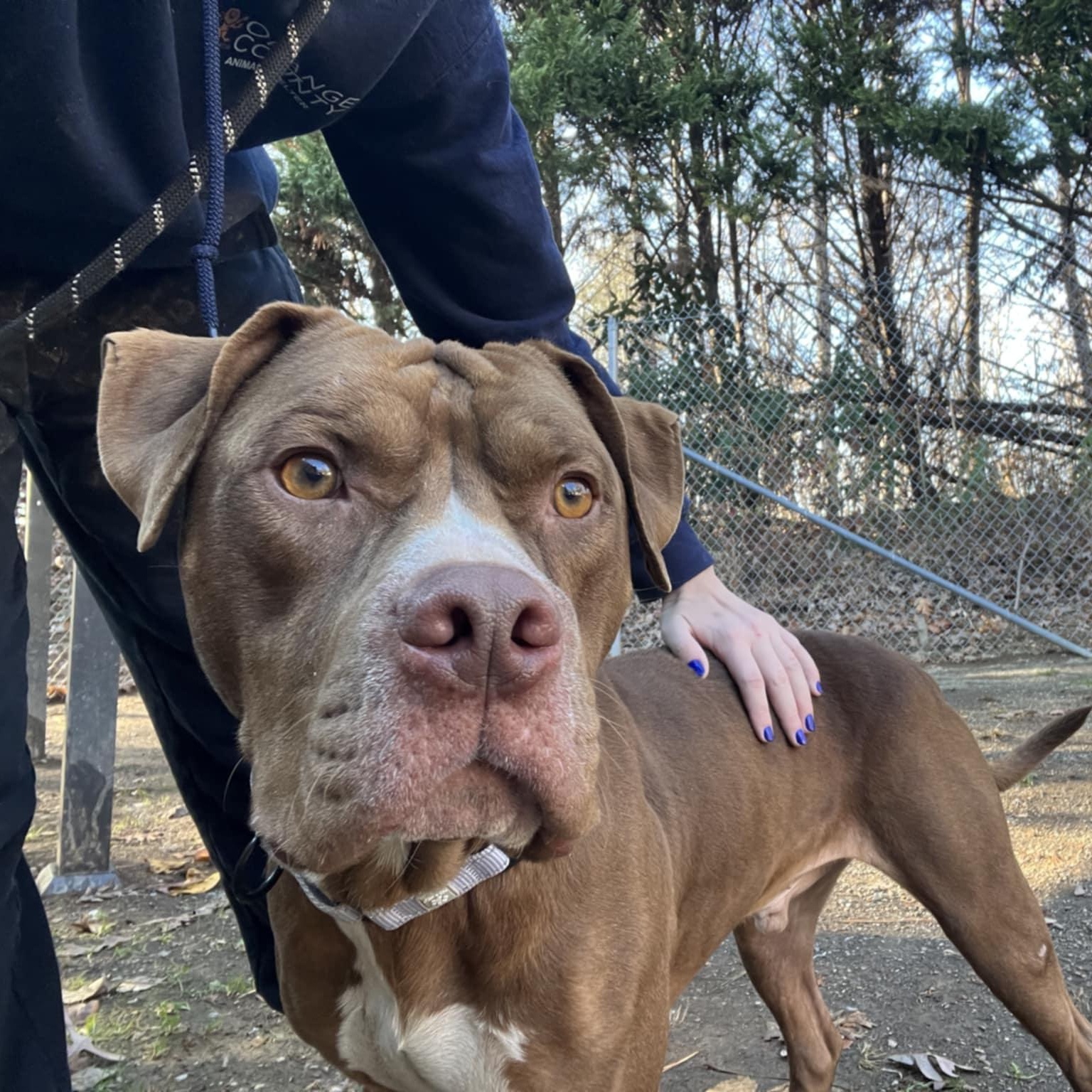 Enlarge Rocky, an adoptable Pit Bull Terrier in Orange, VA image 5/5
