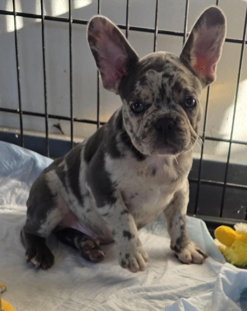 Enlarge Reggie, an adopted French Bulldog in Momence, IL image 2/3