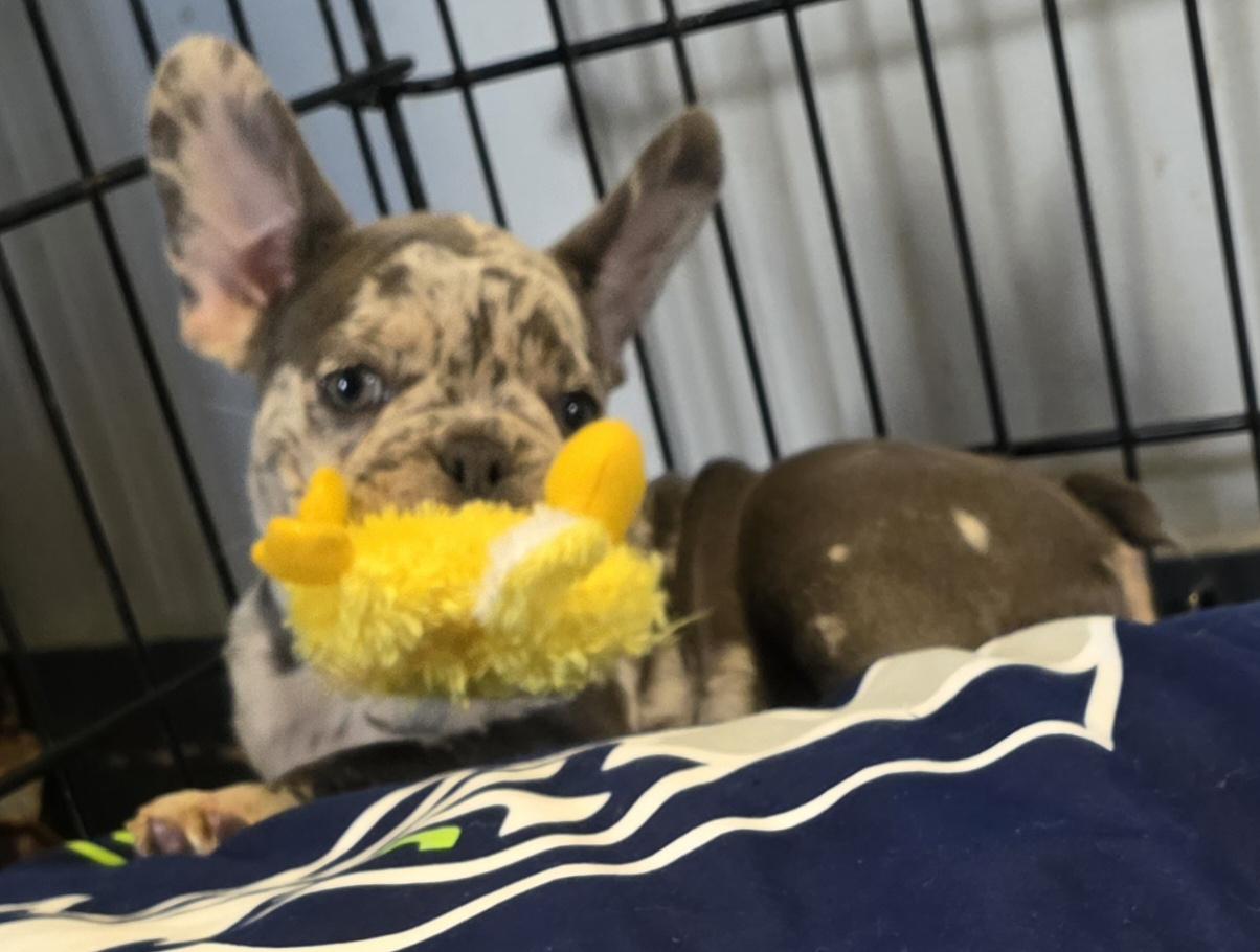 Enlarge Reggie, an adopted French Bulldog in Momence, IL image 3/3