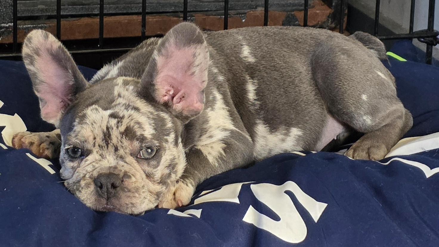 Enlarge Reggie, an adopted French Bulldog in Momence, IL image 1/3