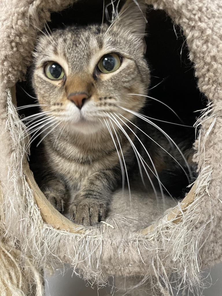 Enlarge Rosemary, a Adoptable mixed breed in Corpus Christi, TX image 1/4