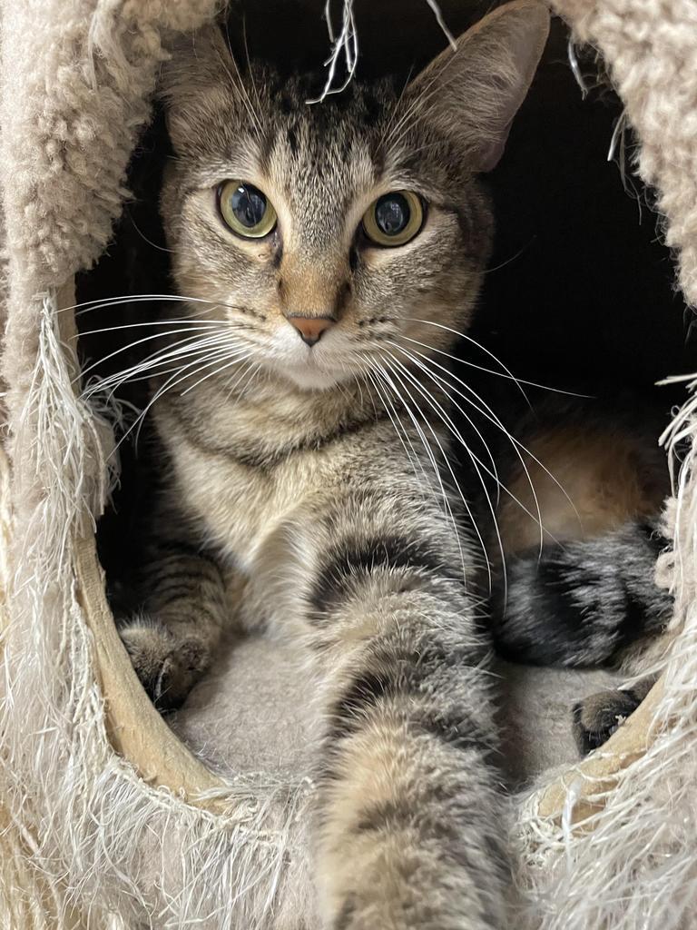 Enlarge Rosemary, a Adoptable mixed breed in Corpus Christi, TX image 2/4