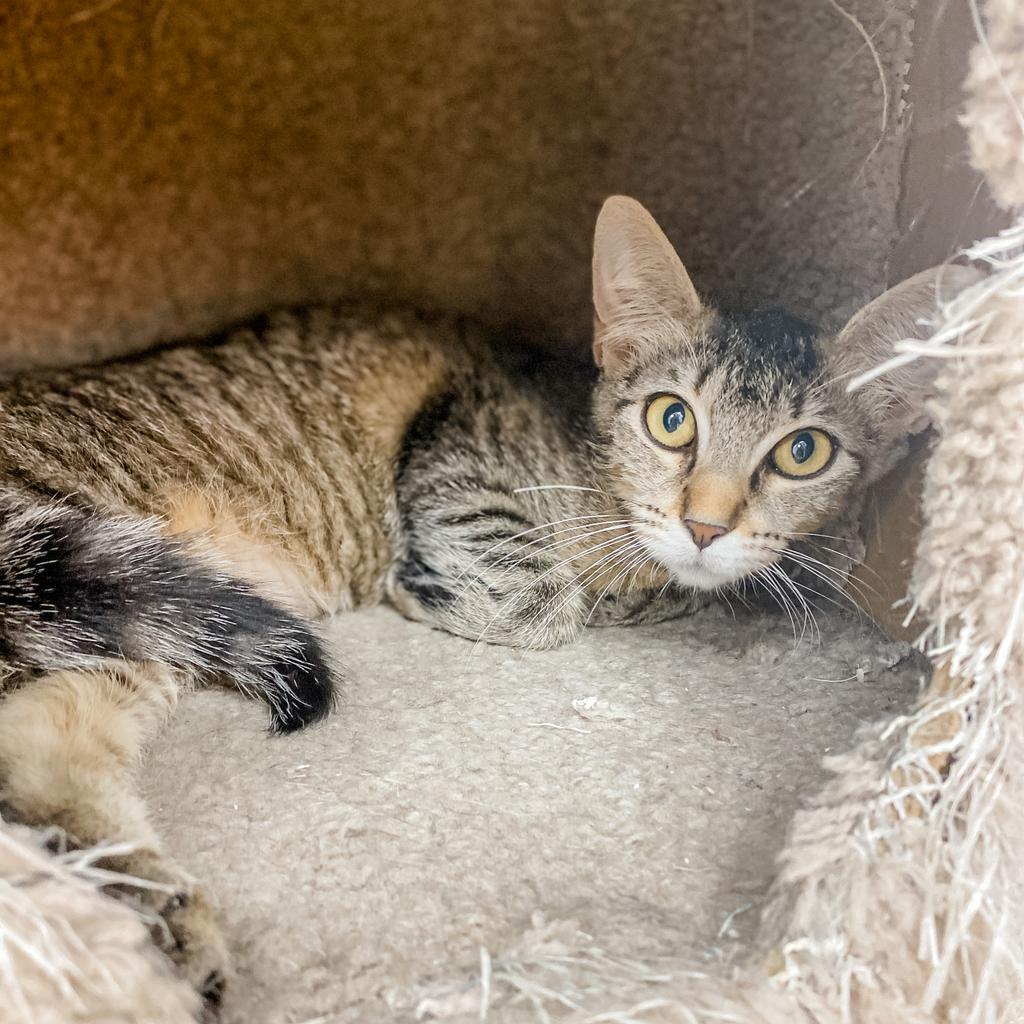 Enlarge Rosemary, a Adoptable mixed breed in Corpus Christi, TX image 3/4