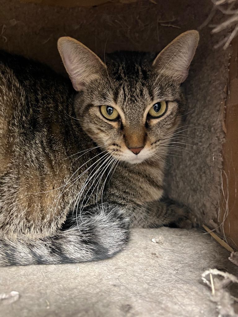 Enlarge Rosemary, a Adoptable mixed breed in Corpus Christi, TX image 4/4