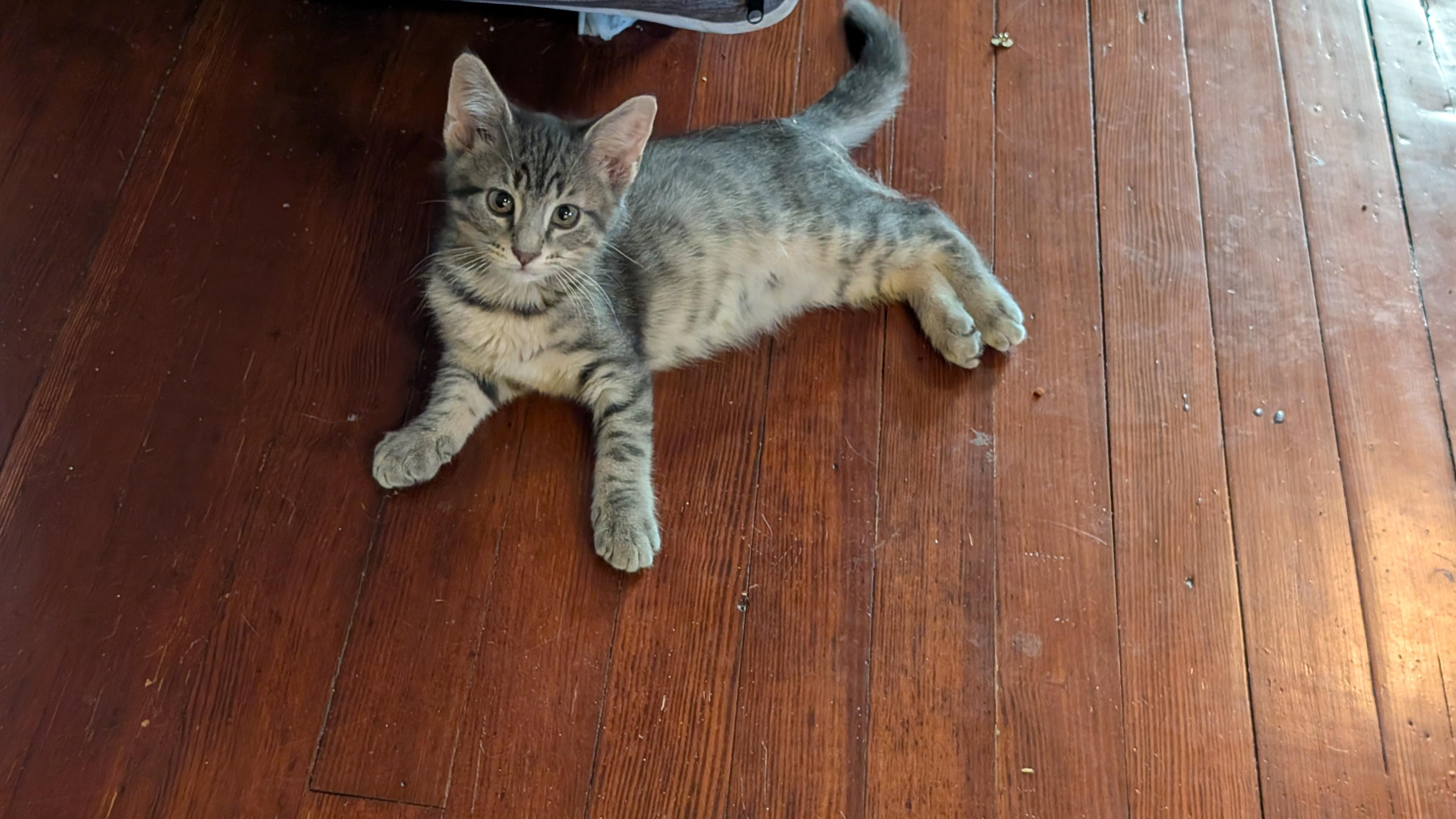 Jem, ADOPTABLE, Kitten Male Domestic Short Hair & Tabby.