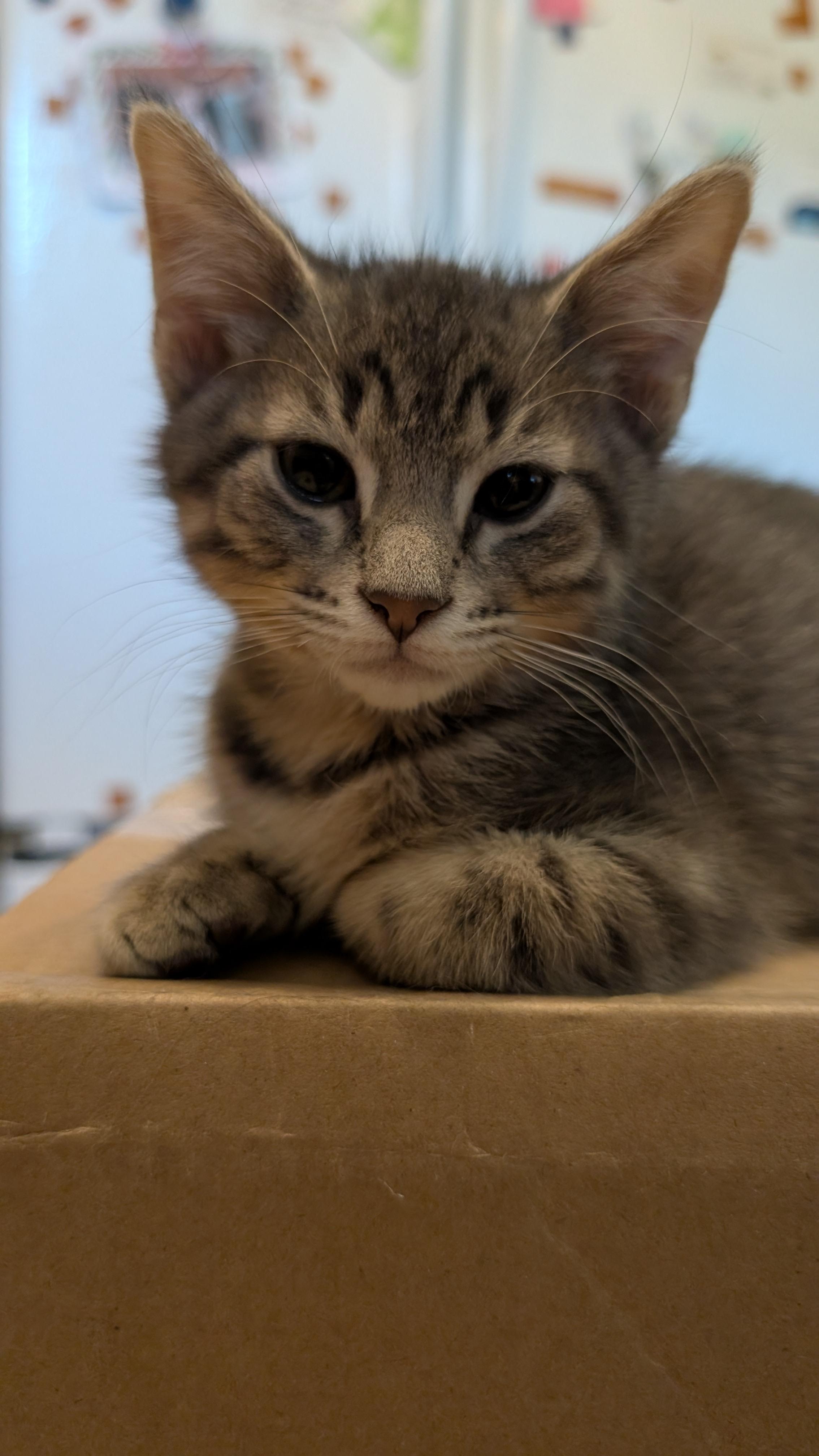 Jem, a ADOPTABLE mixed breed in Omaha, NE image 3/4