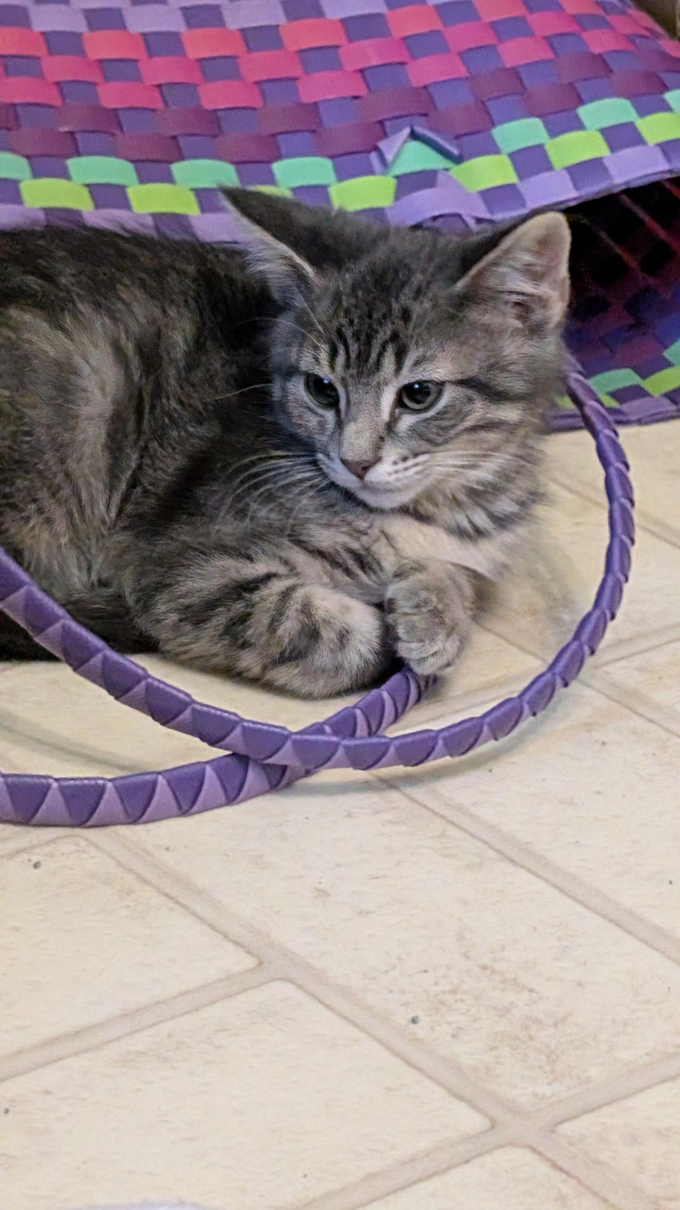 Jem, a ADOPTABLE mixed breed in Omaha, NE image 4/4