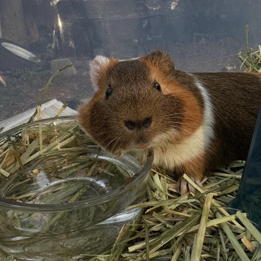 Enlarge JD, an adopted Guinea Pig in Partlow, VA image 2/2