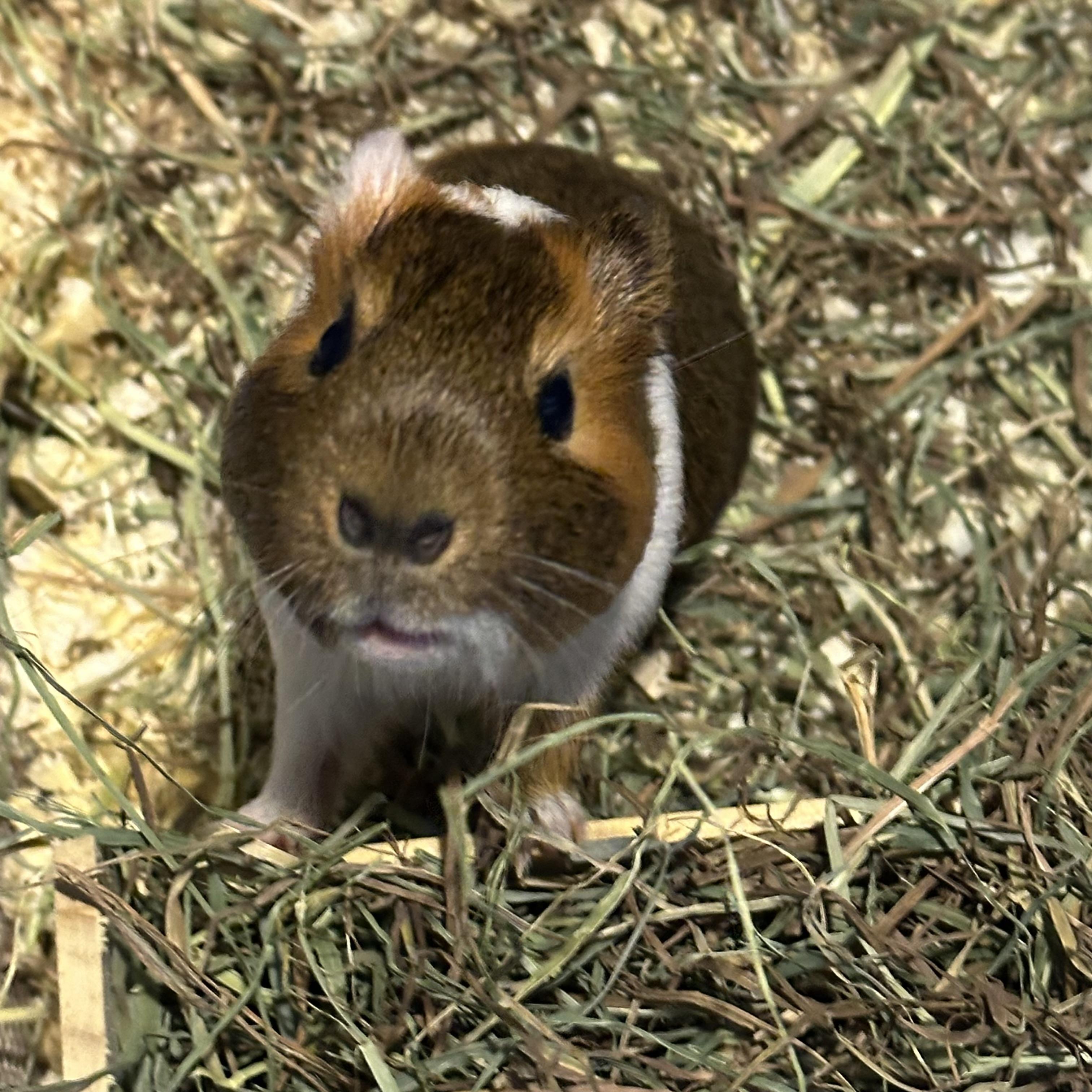 Enlarge JD, an adopted Guinea Pig in Partlow, VA image 1/2