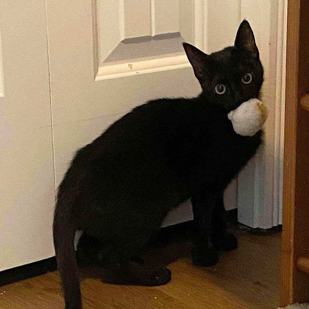 Emmy & Tiny, a Adoptable Domestic Short Hair in Abbotsford, BC image 4/5