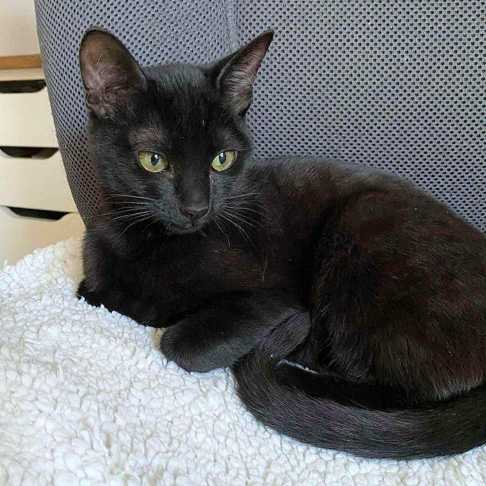 Emmy & Tiny, a Adoptable Domestic Short Hair in Abbotsford, BC image 5/5