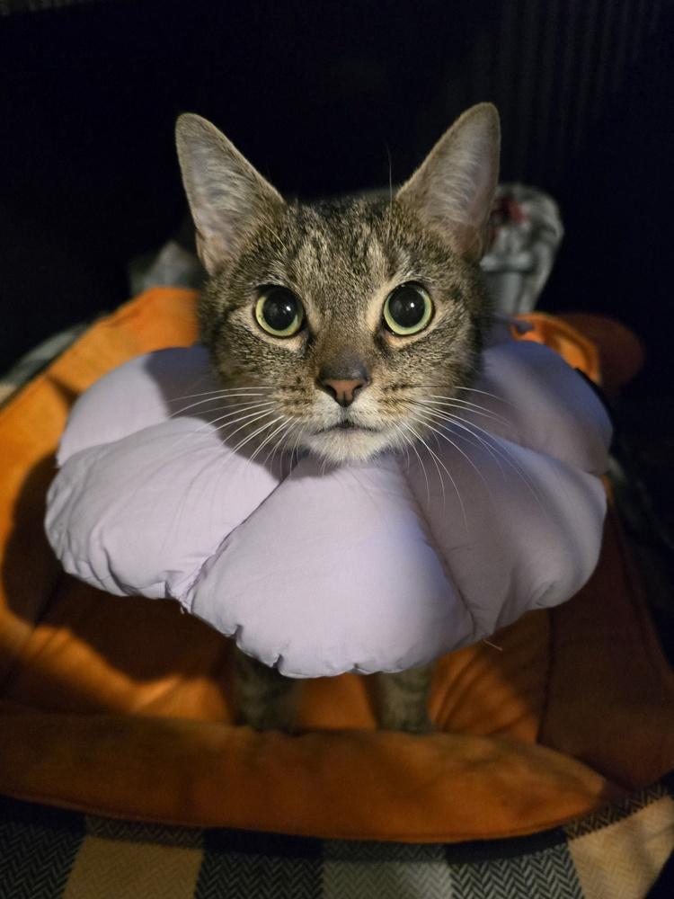 Enlarge Wrasse, a Adoptable Domestic Short Hair in Metamora, IL image 1/1