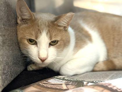Cupid, Adoptable, Adult Male Domestic Short Hair & Domestic Short Hair.