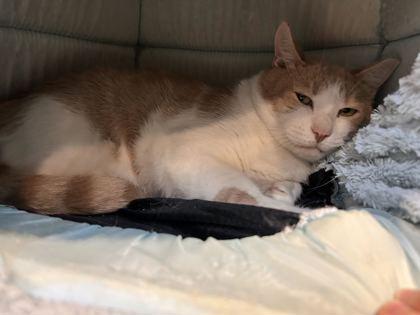 Enlarge Cupid, a Adoptable mixed breed in Daytona Beach, FL image 2/2