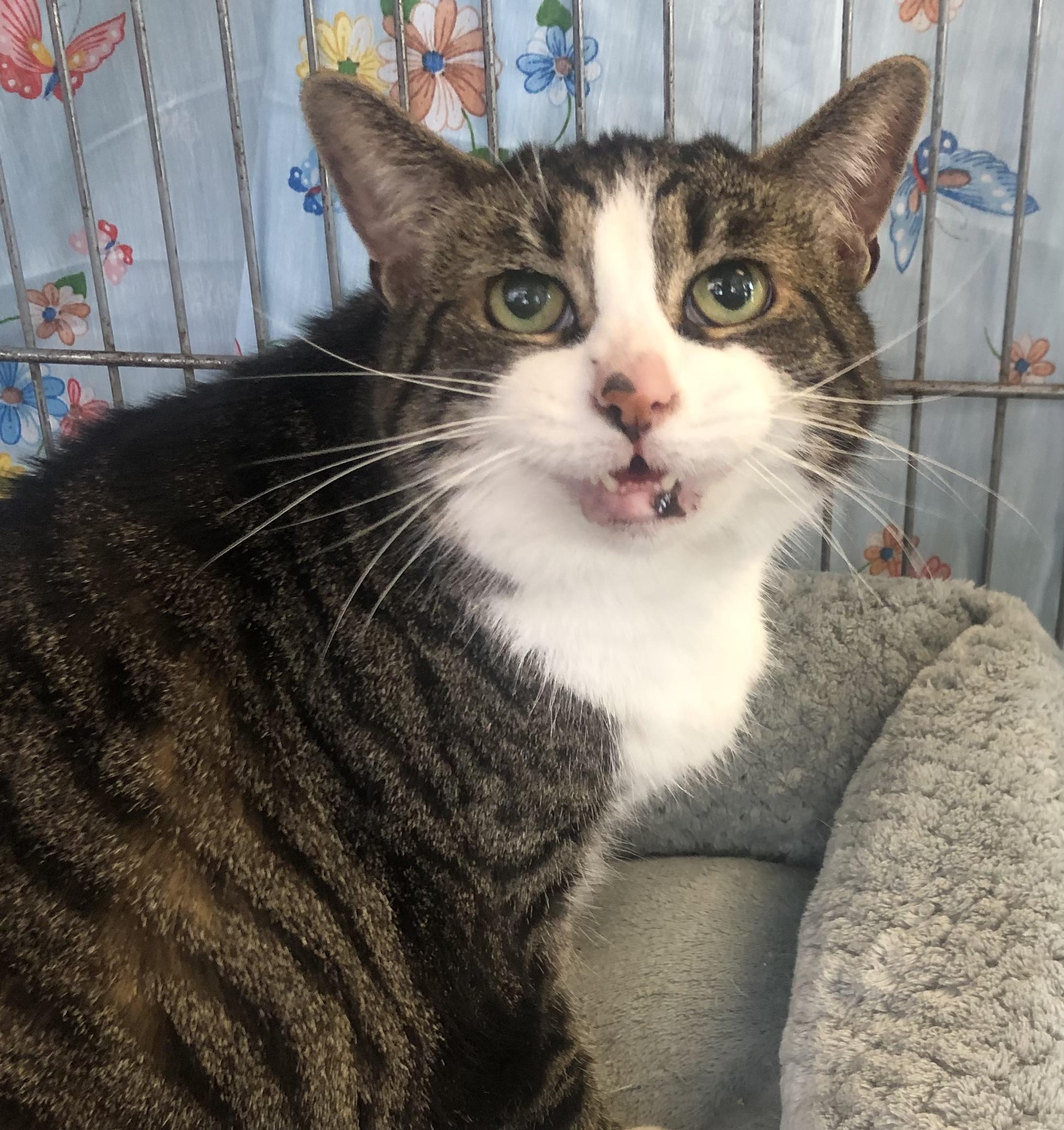 Georgia, ADOPTABLE, Senior Female Domestic Short Hair.