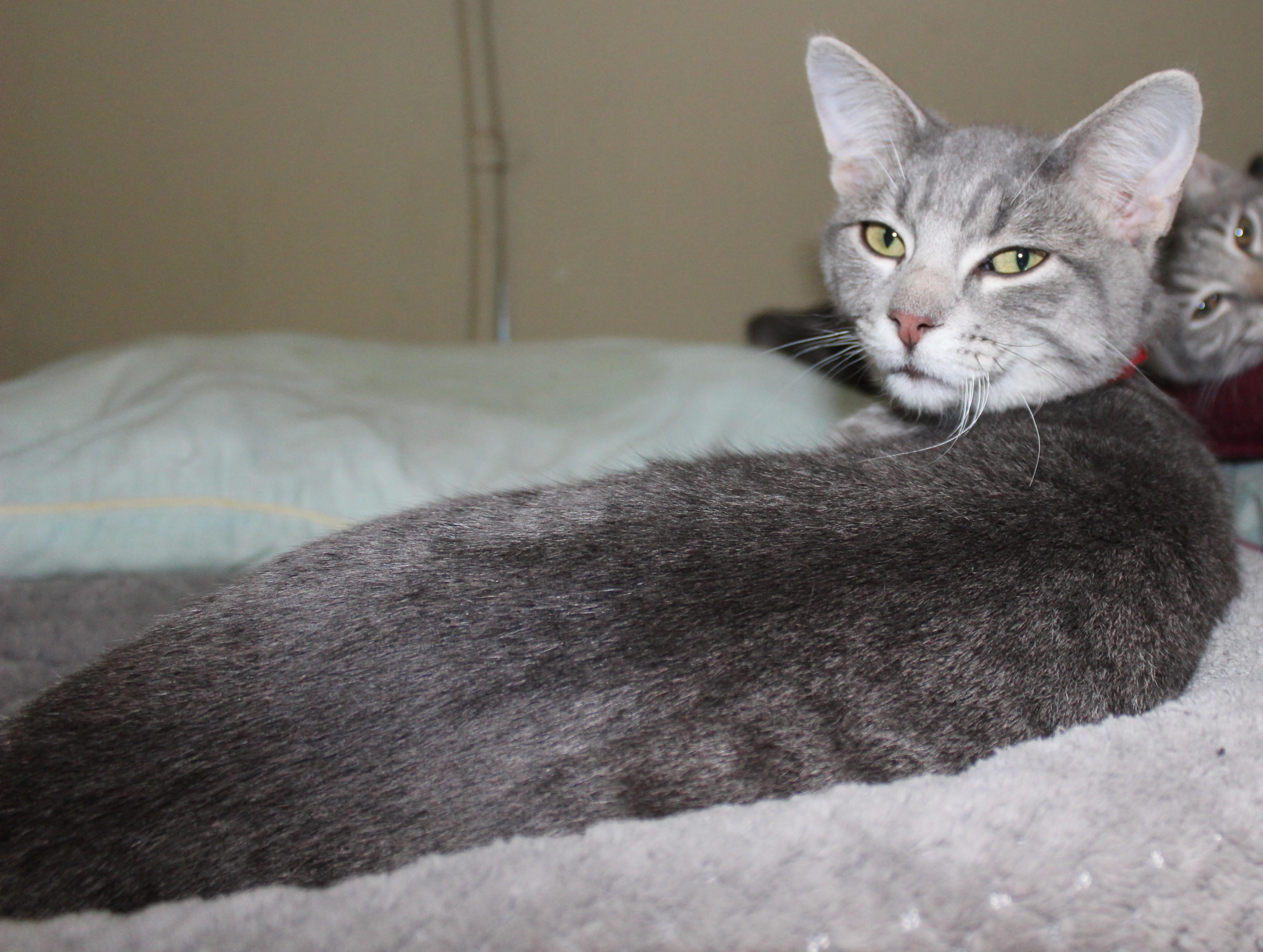 Lego, Adoptable, Young Male Domestic Short Hair.