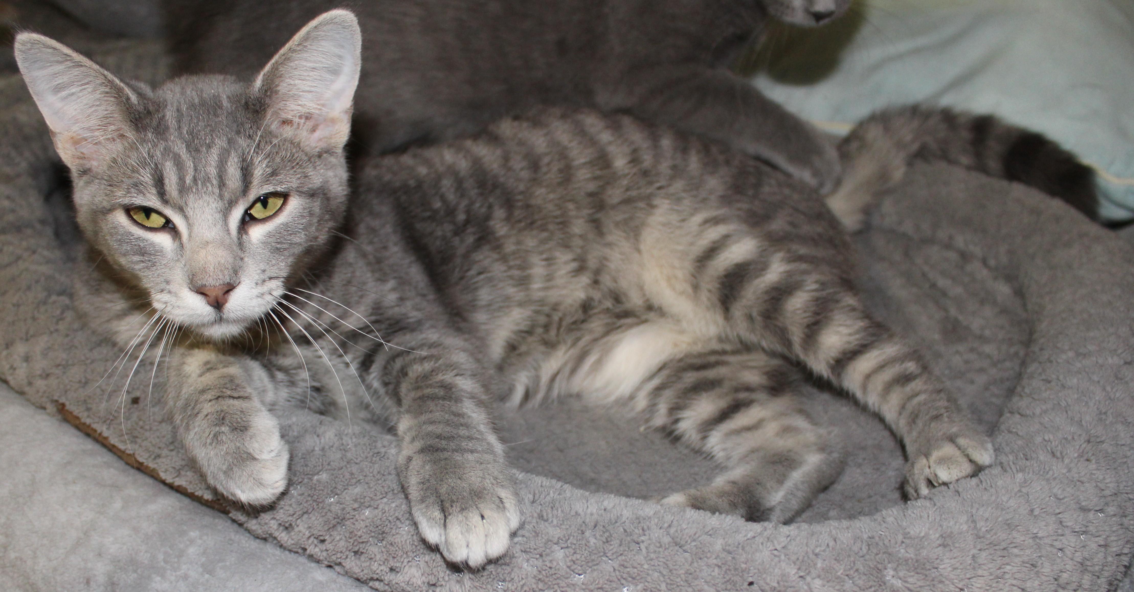 Enlarge Lego, a Adoptable mixed breed in Huron, SD image 2/4