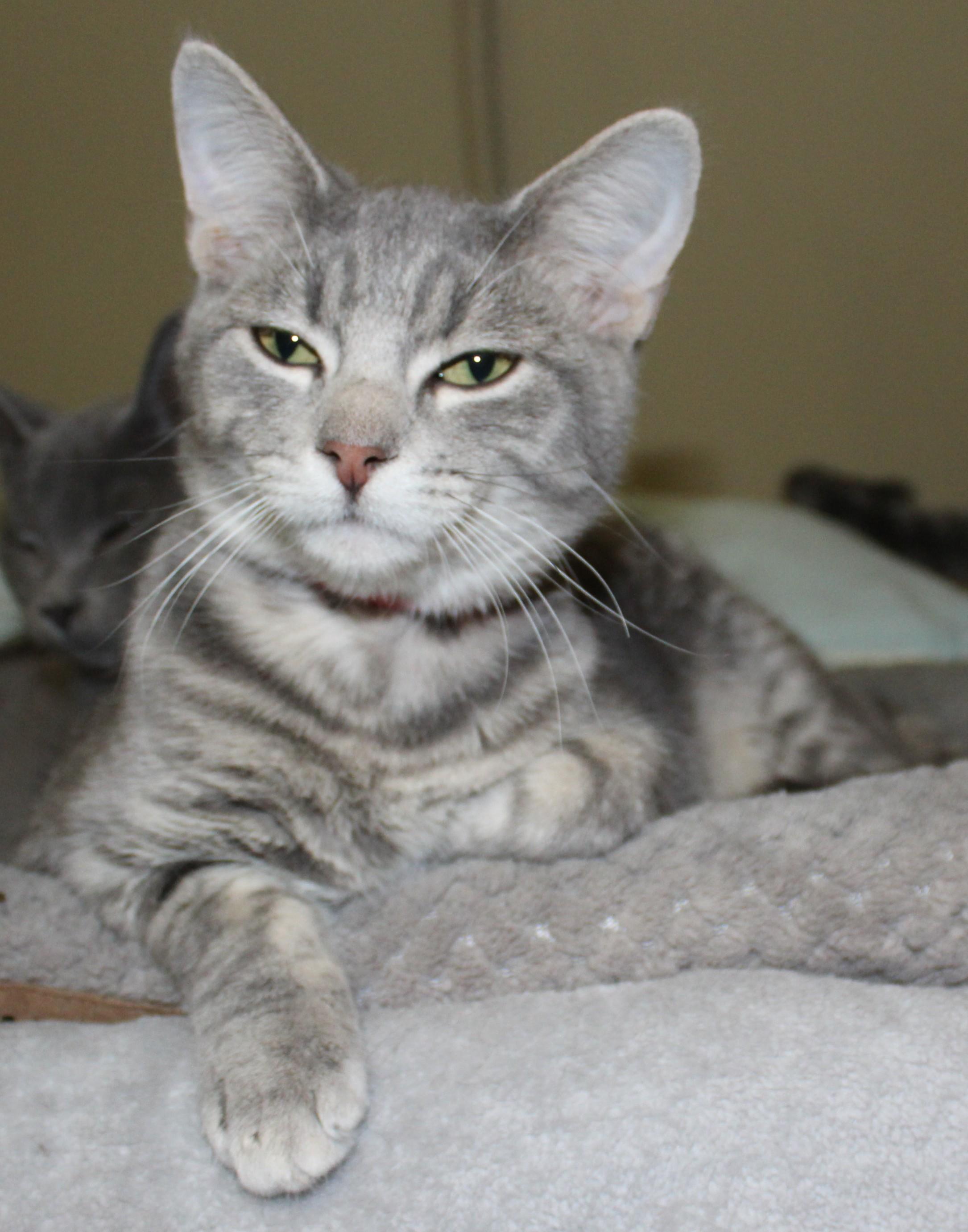 Lego, an adoptable Domestic Short Hair in Huron, SD, 57350 | Photo Image 3