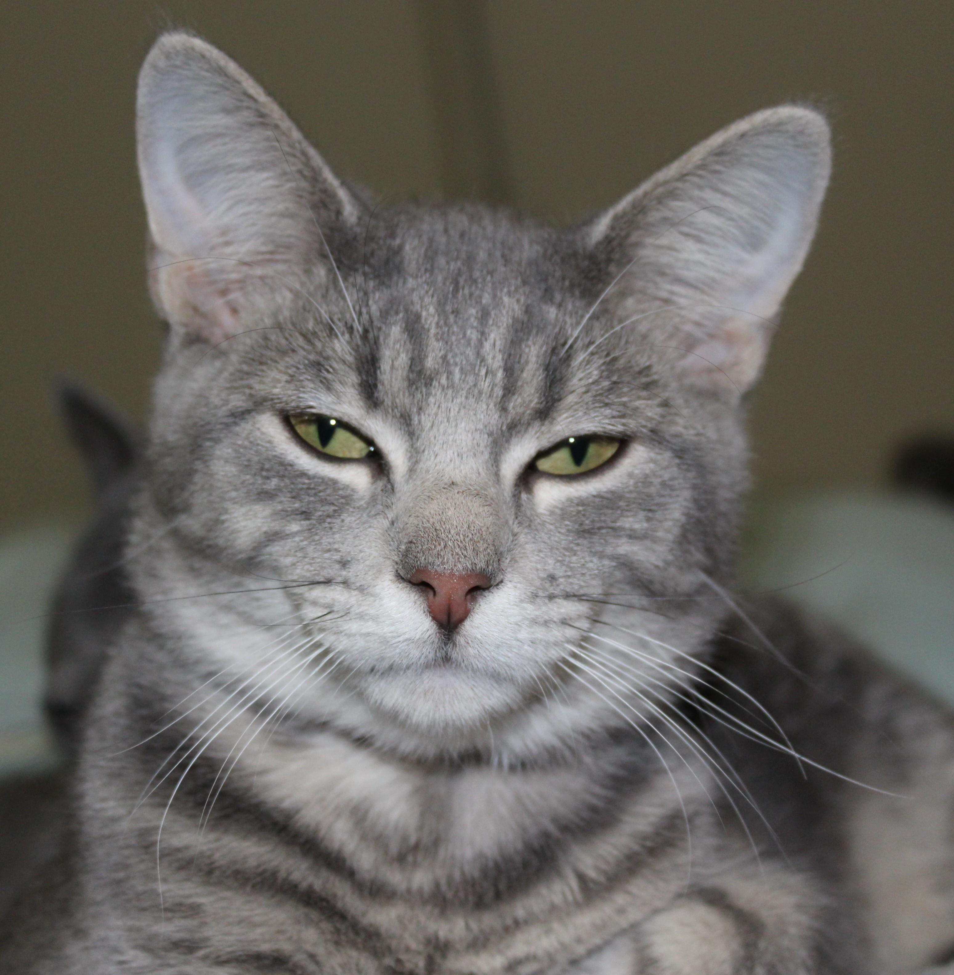 Enlarge Lego, a Adoptable mixed breed in Huron, SD image 4/4