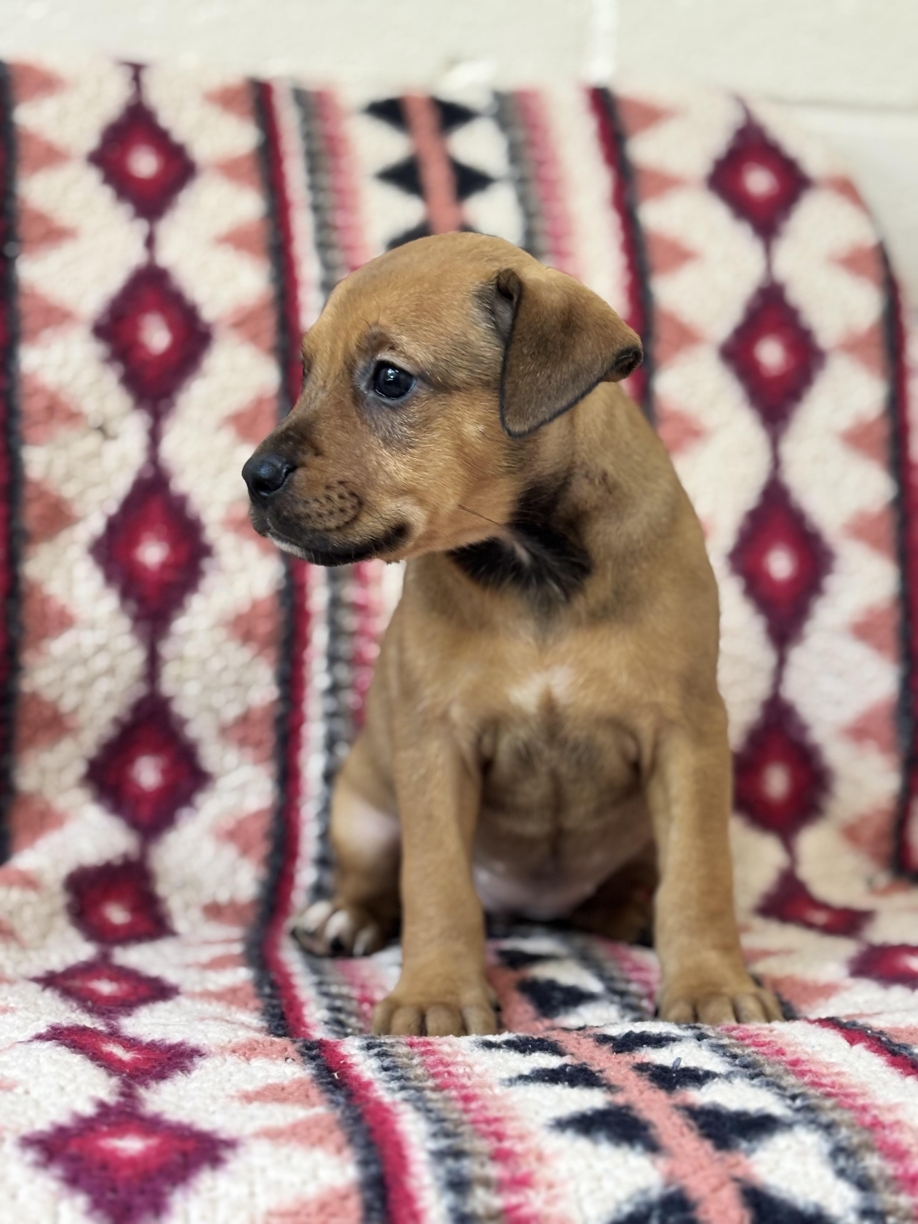 Rhianna, an adopted mixed breed in Collierville, TN image 2/2