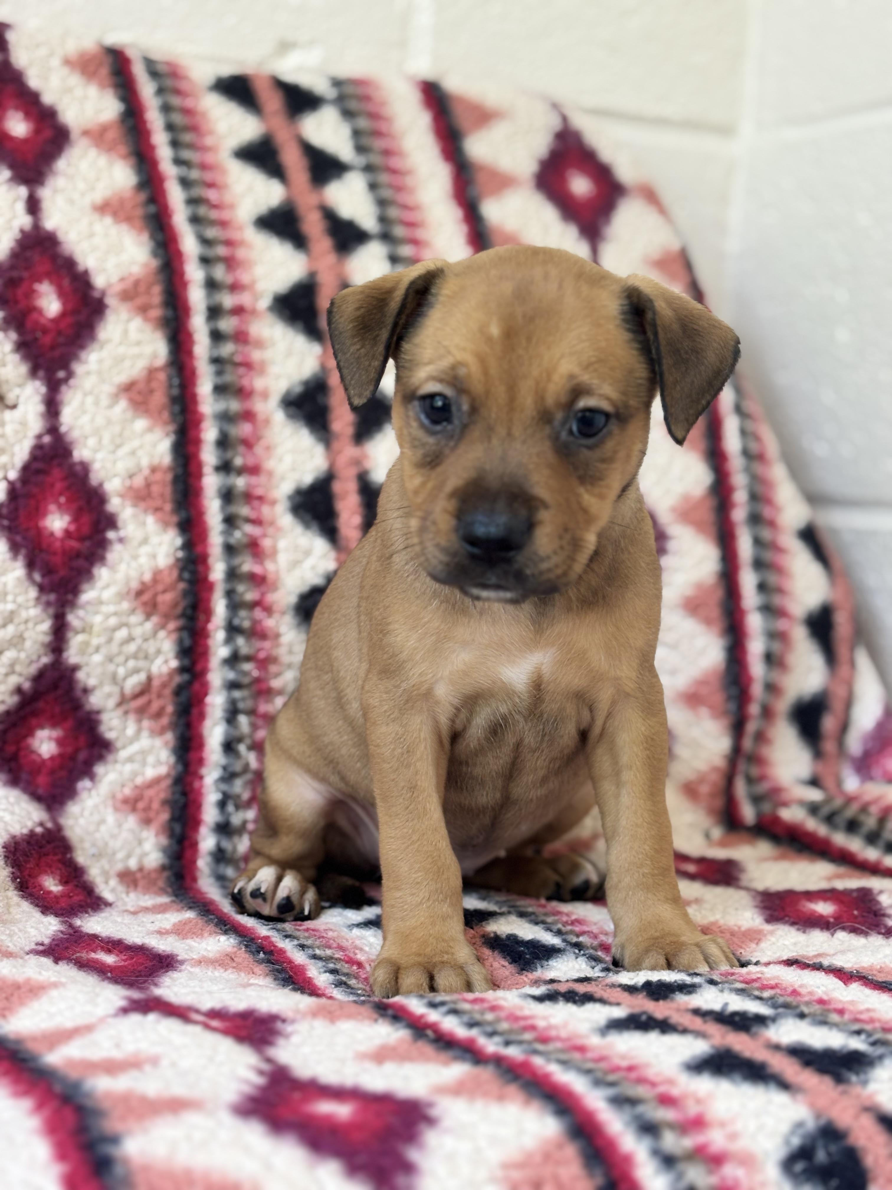 Rhianna, adopted, Puppy Male Pit Bull Terrier & Boxer.