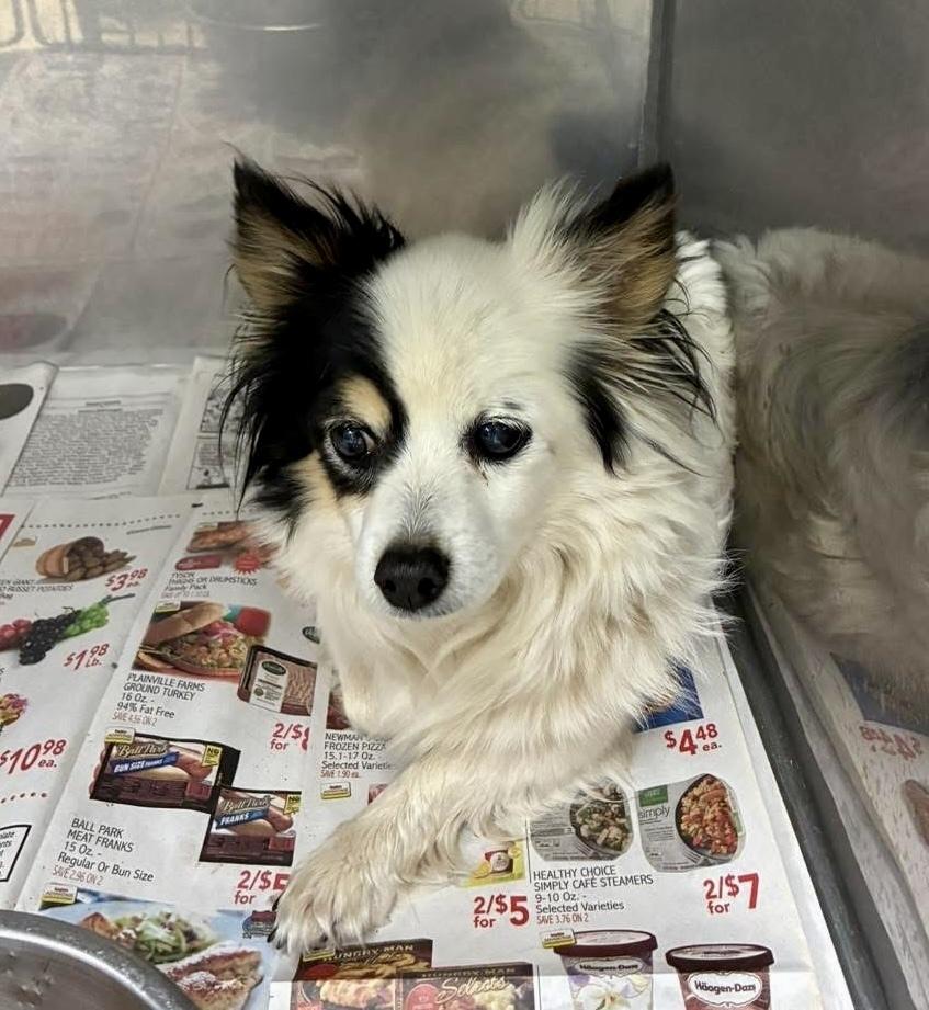 Nay Nay, Adoptable, Adult Female Chihuahua.