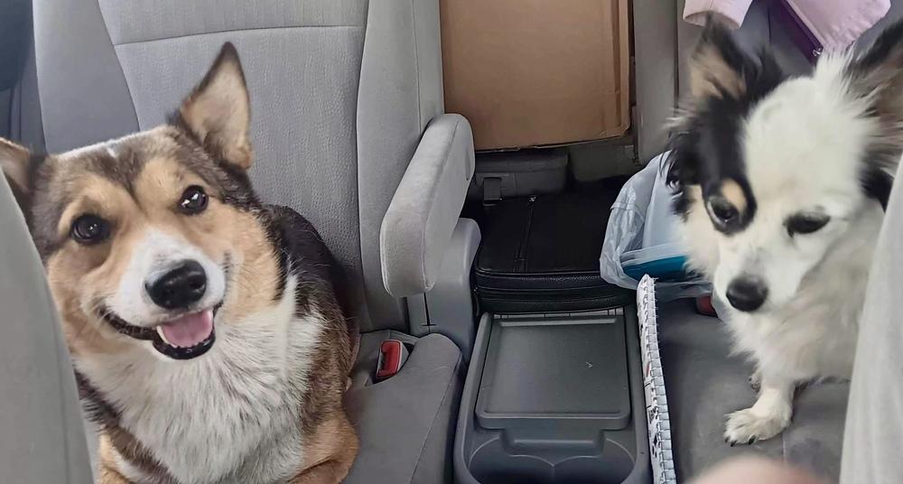 Enlarge Nay Nay, a Adoptable mixed breed in Middletown, CT image 2/4