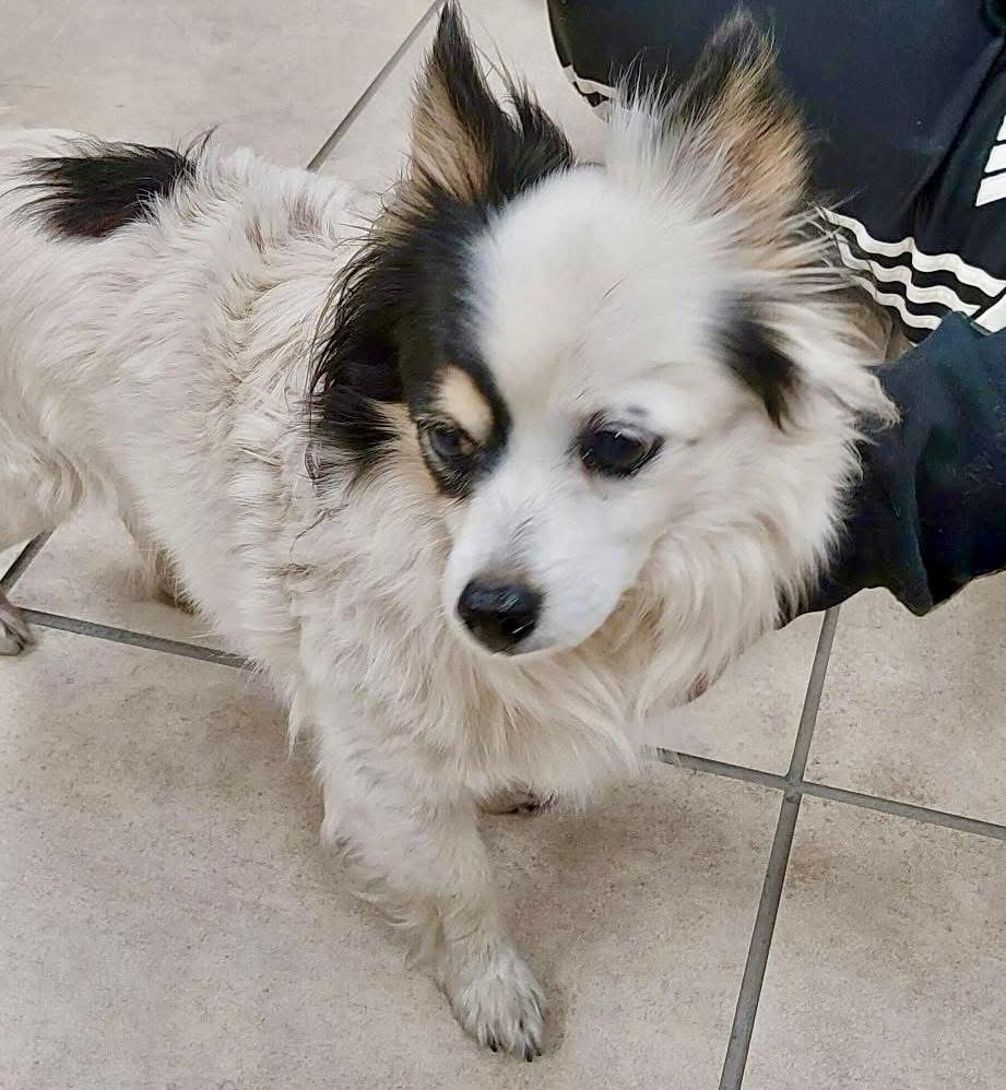 Enlarge Nay Nay, a Adoptable mixed breed in Middletown, CT image 3/4