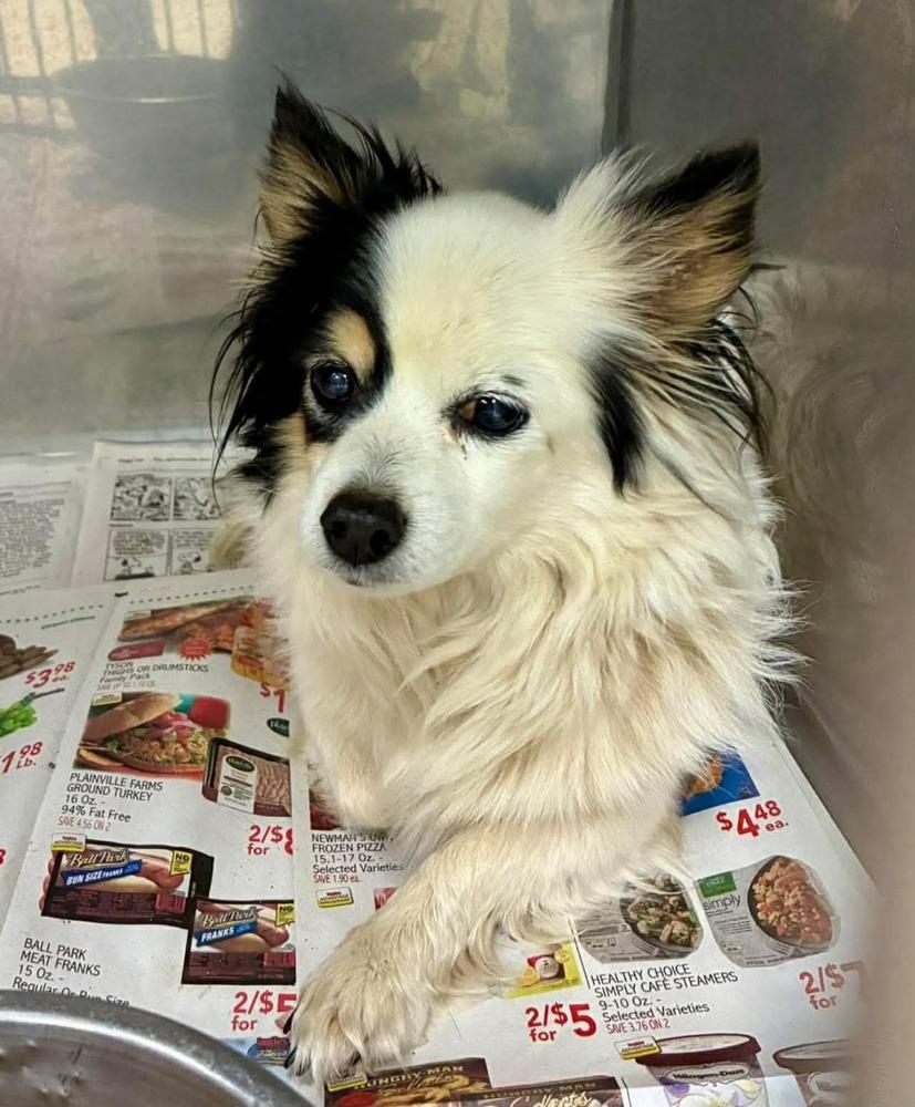 Enlarge Nay Nay, a Adoptable mixed breed in Middletown, CT image 4/4