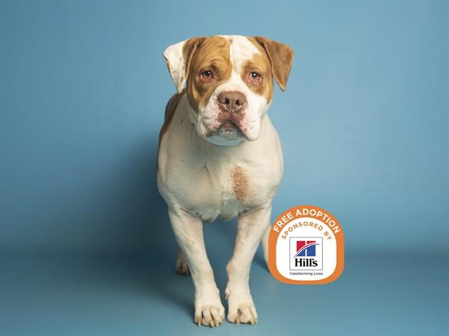 RUSTY, Adoptable, Adult Male Pit Bull Terrier & American Bulldog.