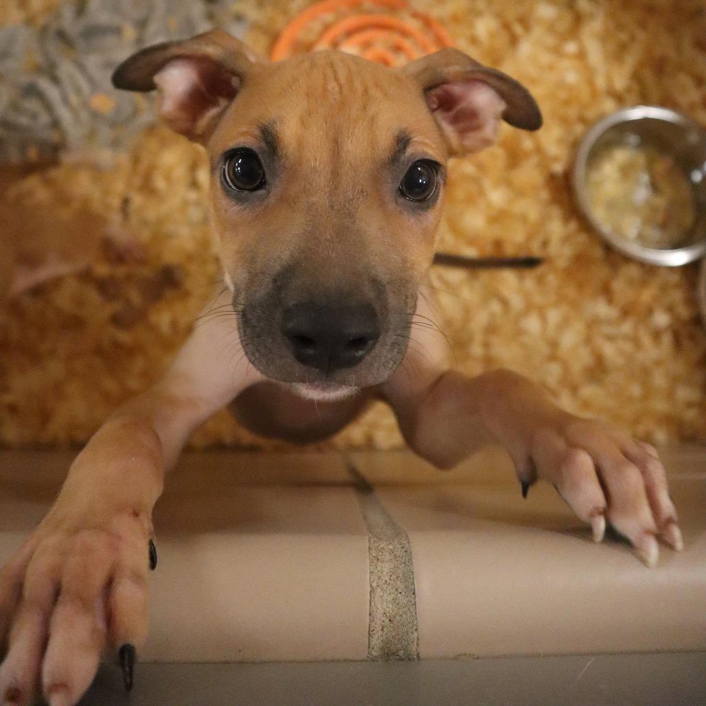 Grady, Adoptable, Puppy Male Mixed Breed.