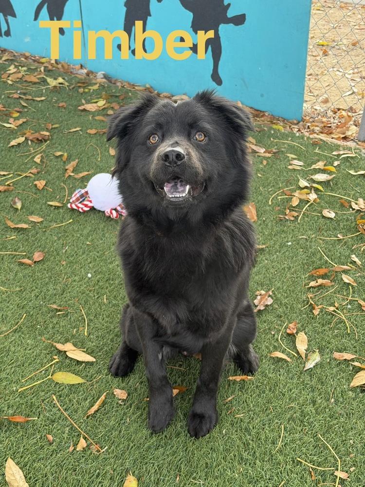 Timber, Adoptable, Young Male Chow Chow.