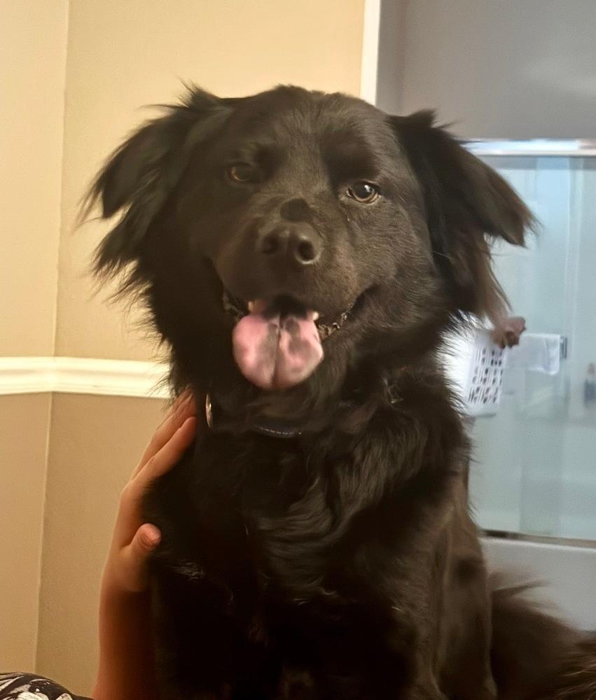 Enlarge Timber, a Adoptable mixed breed in Pleasant Hill, CA image 2/5