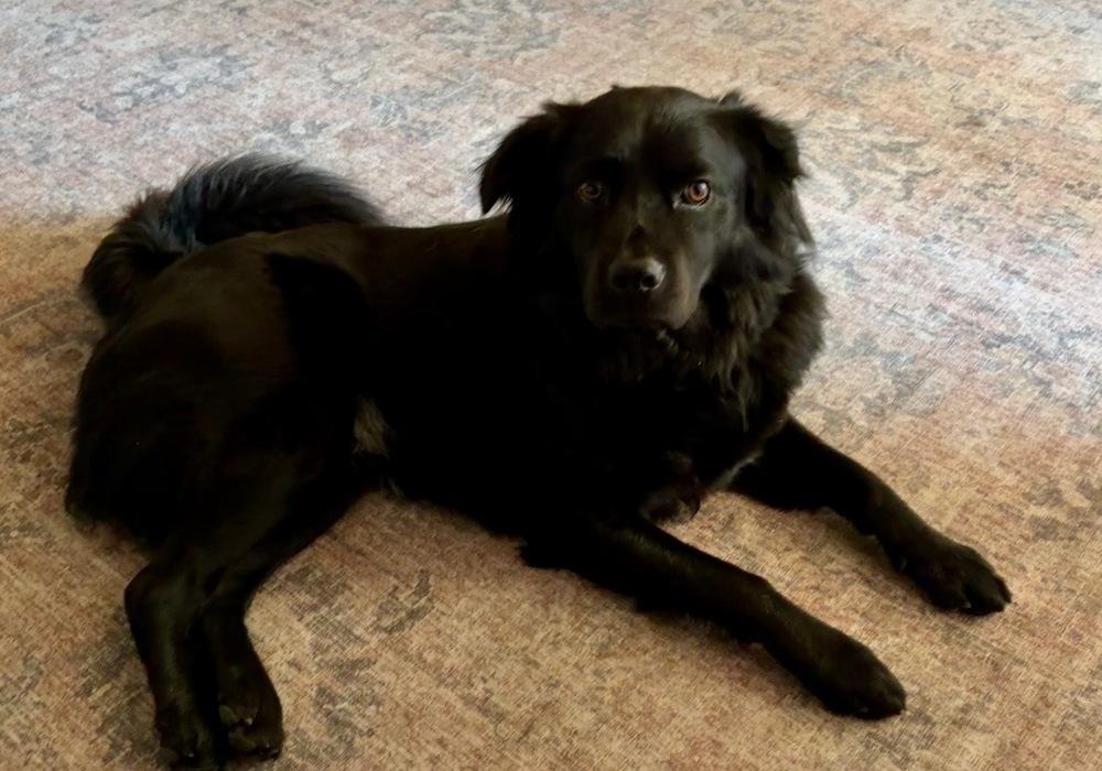 Enlarge Timber, a Adoptable mixed breed in Pleasant Hill, CA image 3/5