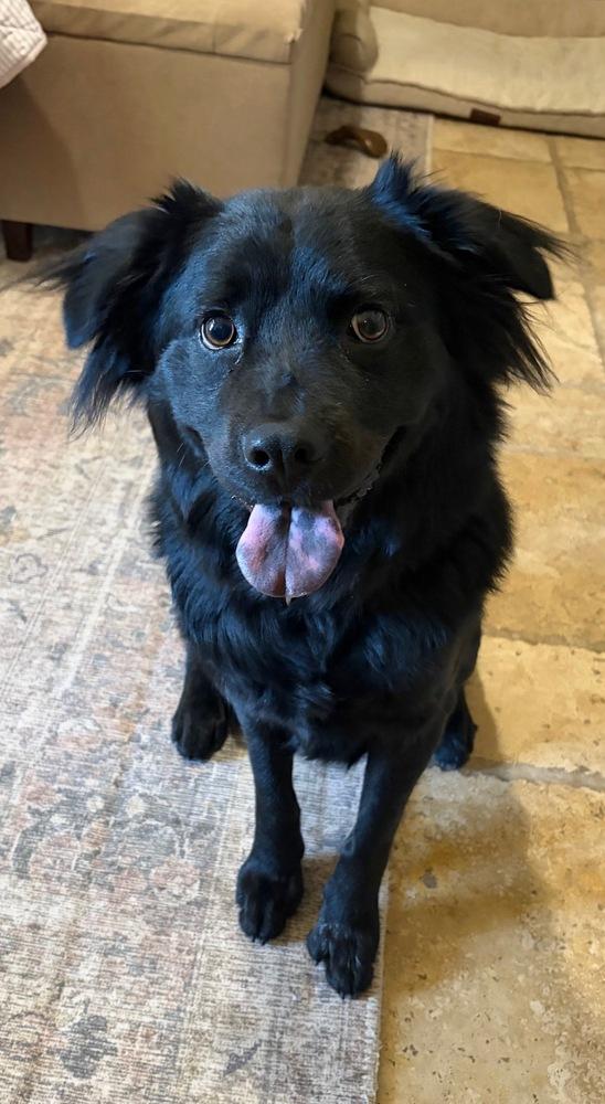 Enlarge Timber, a Adoptable mixed breed in Pleasant Hill, CA image 4/5